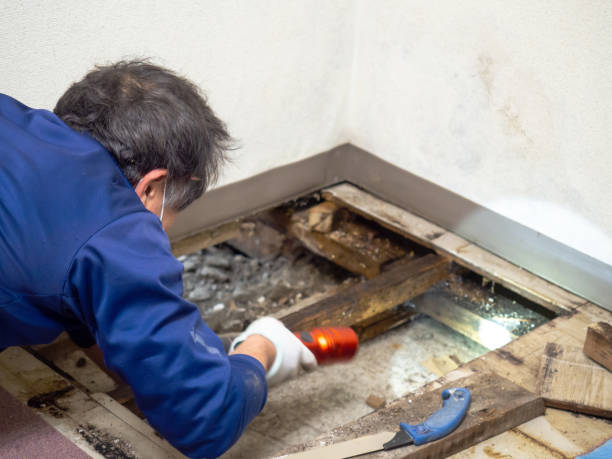 Trusted Roosevelt Gardens, FL Mold Removal Experts