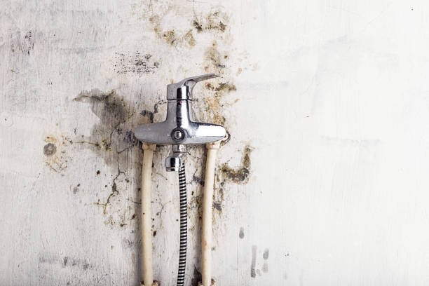 Best Black Mold Removal  in Roosevelt Gardens, FL