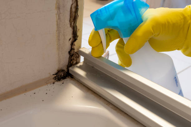 Best Commercial Mold Removal  in Roosevelt Gardens, FL