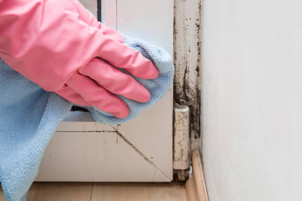 Best Residential Mold Removal  in Roosevelt Gardens, FL
