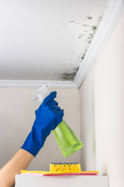 Best Professional Mold Removal  in Roosevelt Gardens, FL